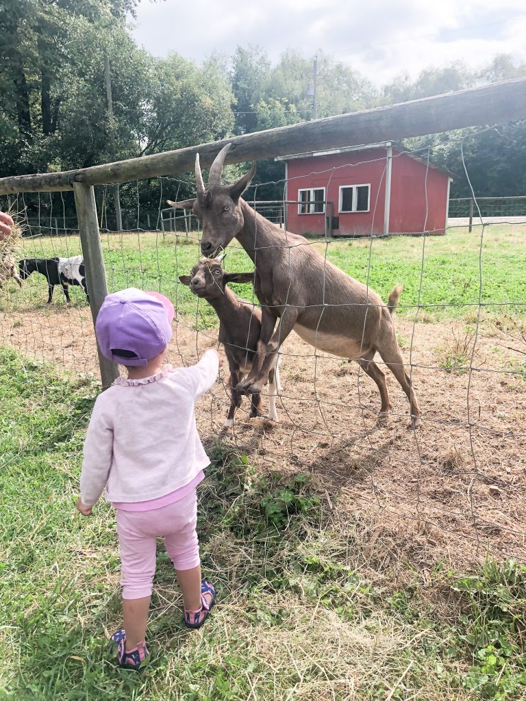 farm in french - goat
