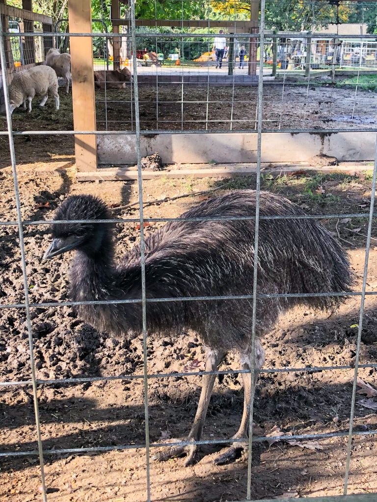 animals in french - emu