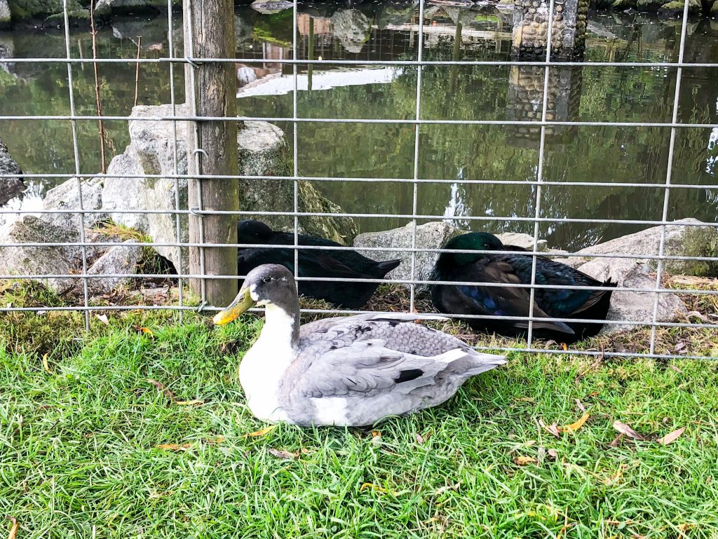 farm animals in french - duck