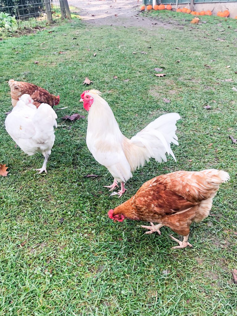 french farm animals - hens