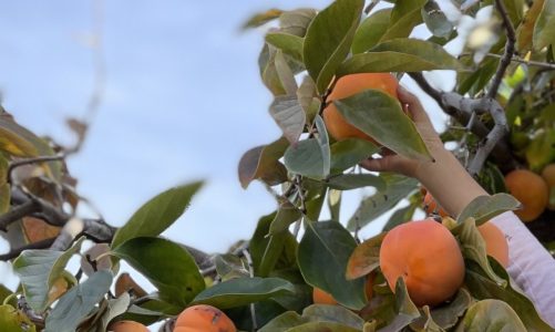 Learning about persimmons in French – le kaki