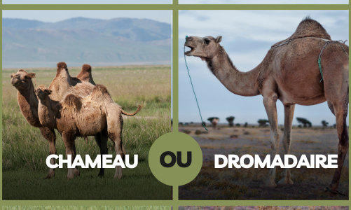 what is camel in french? difference between chameau and dromadaire