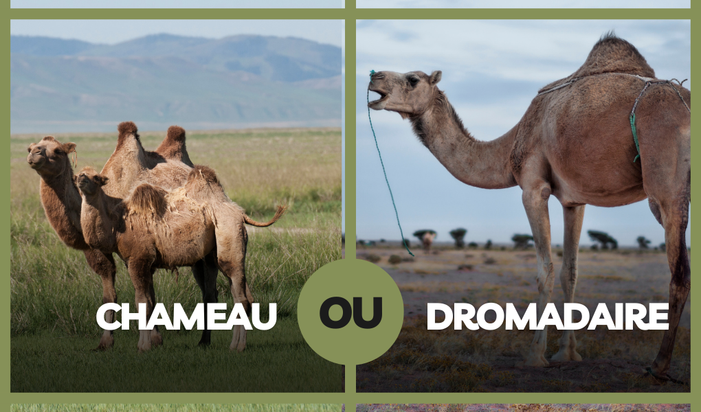 what is camel in french? difference between chameau and dromadaire